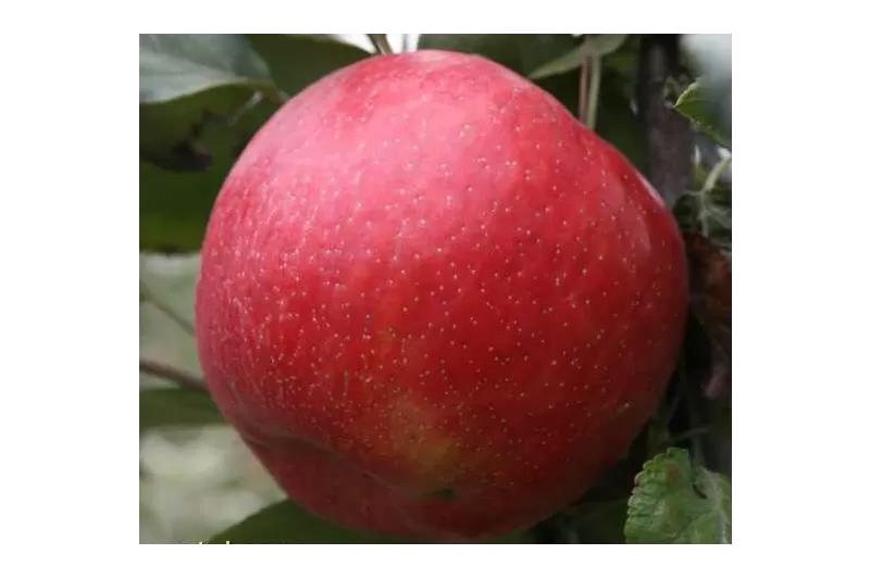 Яблоки оптом беларуские